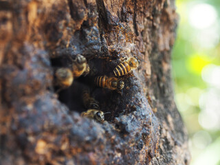 honey bee worker with nature wax hold wooden