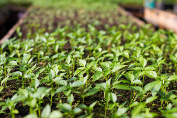 Pepper seedlings are grown in a greenhouse for later planting. Pepper seedlings for sale to farmers
