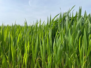 green grass and blue sky