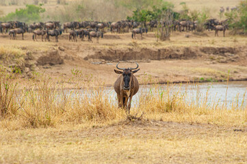 Naklejka na ściany i meble Wildebeest in serengeti national park