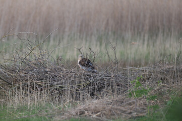 Circus aeruginosus 6 Marsh harrier - Busard des roseaux