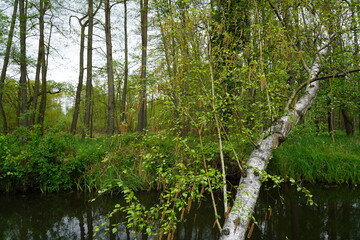 Grüne Spreewaldlandschaft im Frühling