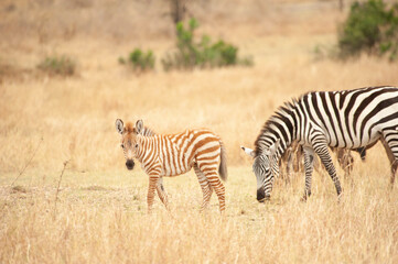 Fototapeta na wymiar Zebra foal and mother, Serengeti National Park Tanzania