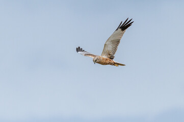 Circus aeruginosus 6 Marsh harrier - Busard des roseaux