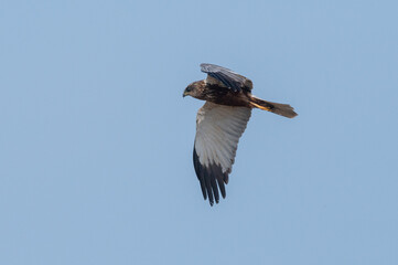 Circus aeruginosus 6 Marsh harrier - Busard des roseaux
