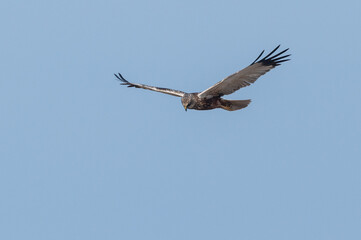Circus aeruginosus 6 Marsh harrier - Busard des roseaux