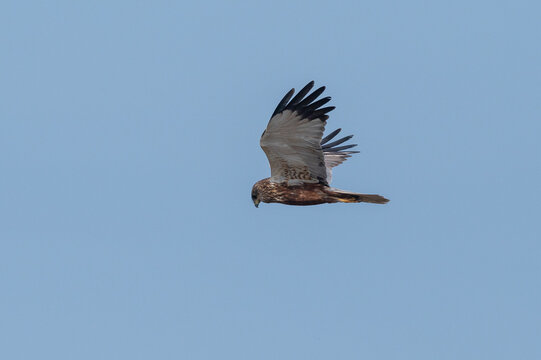 Circus aeruginosus 6 Marsh harrier - Busard des roseaux