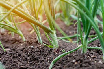 Beds with young onions, rows of green onions, green onions in the ground. Organic food. Macro