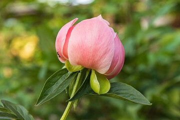 Fototapeta premium pink flower buds