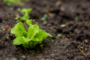 Sprouted young fresh lettuce leaves. Organic food. Close up