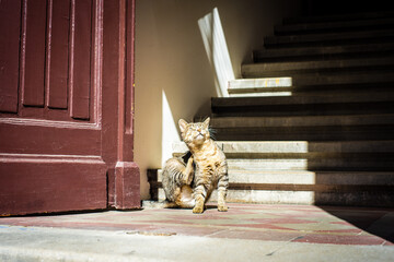 Cat sunbathing in a doorway on a bright summer day.
