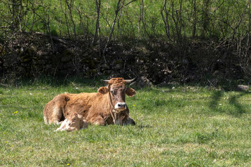Naklejka na ściany i meble a dairy cow lying in a green pasture next to her newborn calf, Pyrenean breed dairy cow in semi freedom, resting in a meadow, sustainable livestock farming