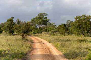 Fototapeta na wymiar dirt road in Kruger park shrubland wilderness, South Africa