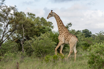 giraffe running on grass, Kruger park, South Africa