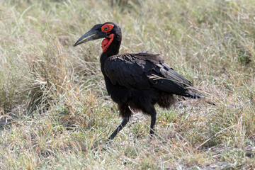Southern Ground Hornbill in grass  at Kruger park, South Africa
