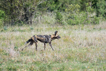 wild dog walking in grass of shrubland at Kruger park, South Africa