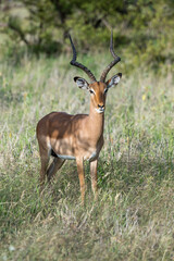 Naklejka na ściany i meble attentive young male Impala, Kruger park, South Africa