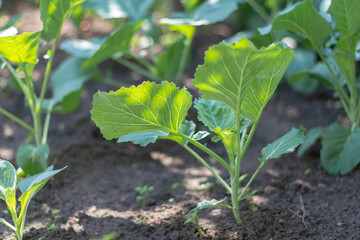 Young cabbage grows in a garden bed. Selective focusing