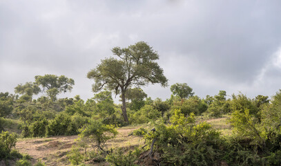 Fototapeta premium landscape with lush vegetation in shrubland at Kruger park, South Africa