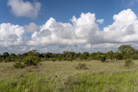 landscape with bright white clouds on lush vegetation in shrubland at Kruger park, South Africa