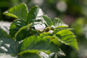 Blackberry blossoms. White flower petals on green background.