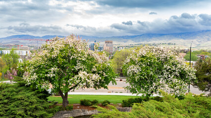 Fototapeta na wymiar Spring flower blooming trees above the skyline of Boise