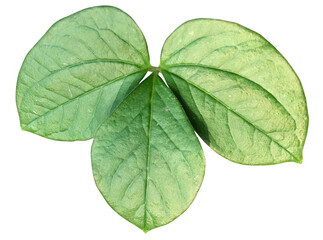 green leaves isolated on transparent png