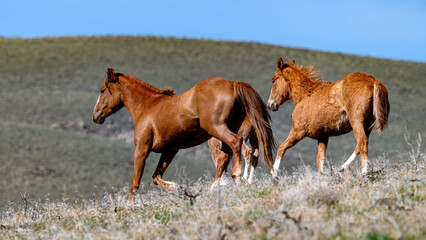 Fototapeta na wymiar Small herd of wild horse trot through the desert