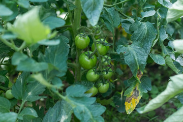 Fototapeta premium Green not yet ripe tomatoes in the greenhouse. Organic farming, tomato plants growth in greenhouse.
