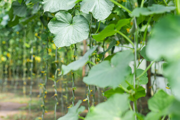 Obraz premium Organic cucumbers cultivation. Closeup of fresh green vegetables ripening in glasshouse