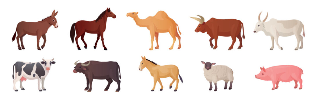 Farm draft animals. Breeds animal asian or african countries, indian cows breeding camels, sheepfarm, barnyard bull camel horse sheep buffalo zebu ox, ingenious vector illustration