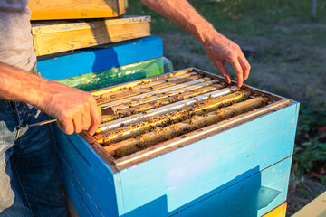 beekeeper at work: a beekeeper extracts frame and controls how work of the bees proceeds