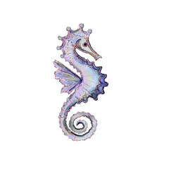 Seahorse 