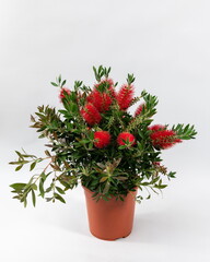 Callistemon laevis Busch