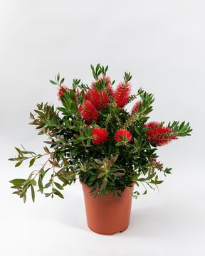 Callistemon laevis Busch