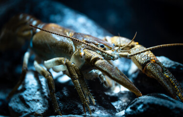 Stone crayfish (Austropotamobius torrentium) in a shallow stream, blue light