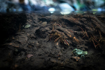 Stone crayfish (Austropotamobius torrentium) and its habitat, rare blue variant