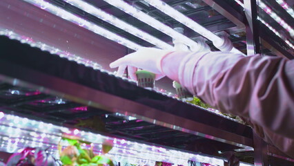 A man is planting lettuce sprouts in a vertical greenhouse. A farmer sets up a vertical hydroponic...
