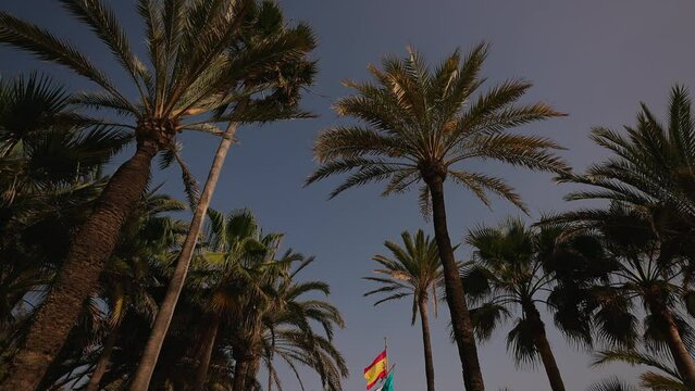 View Of Palm Trees From Below. Flags And Palm Trees On Background Of Sky.