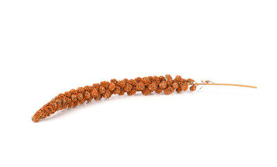 Millet Spray Bird Supplies on whtie background