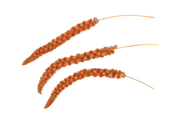 Millet Spray Bird Supplies isolated on whtie background