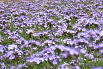 Naklejka premium Violet blooming Phacelia flowers field