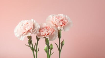 Pink carnations on a blush pink background with copy space. Generative AI.