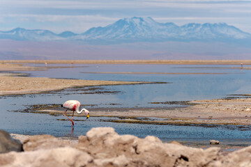 Lone Flamingo Feeding in the Salt Plains of the Atacama desert with dramatic mountain backdrop.