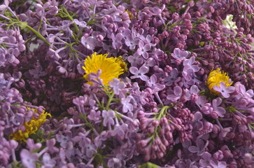 lilac flowers on a branch
