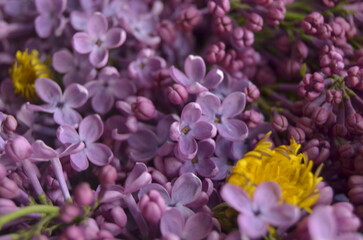 lilac flowers on a branch