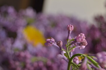 lilac flowers on a branch