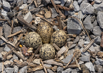 Killdeer eggs in a nest made of loose stones