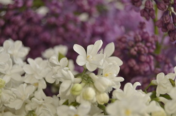 lilac flowers on a branch