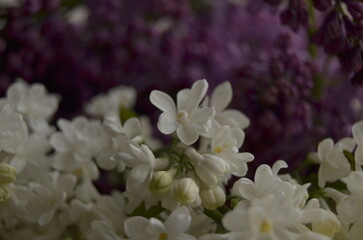 lilac flowers on a branch